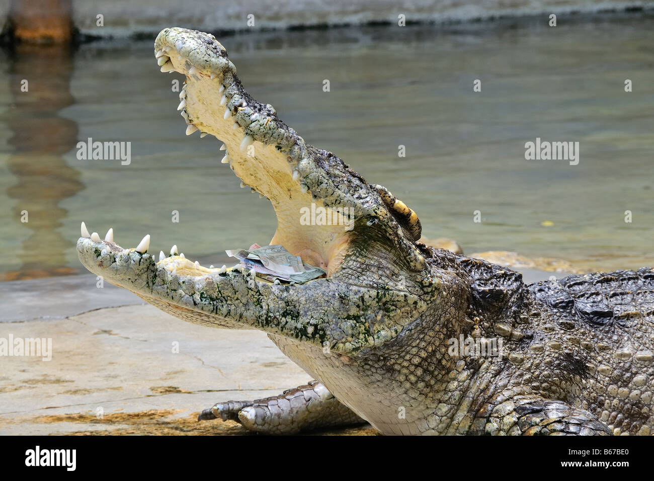 L'argent est en sécurité dans la bouche de crocodile, Samut Prakan Crocodile Farm et Zoo Banque D'Images