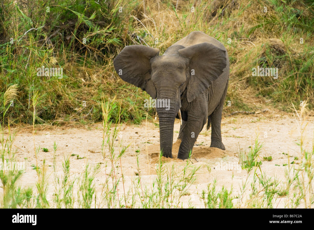 L'état sauvage des animaux Elefant elephant Loxodonta africana au sud-Afrika afrique du sud chercher à creuser pour l'eau dans les séché makuts Banque D'Images L'état sauvage des animaux Elefant elephant Loxodonta africana au sud-Afrika afrique du sud chercher à creuser pour l'eau dans les séché makuts Banque D'Images