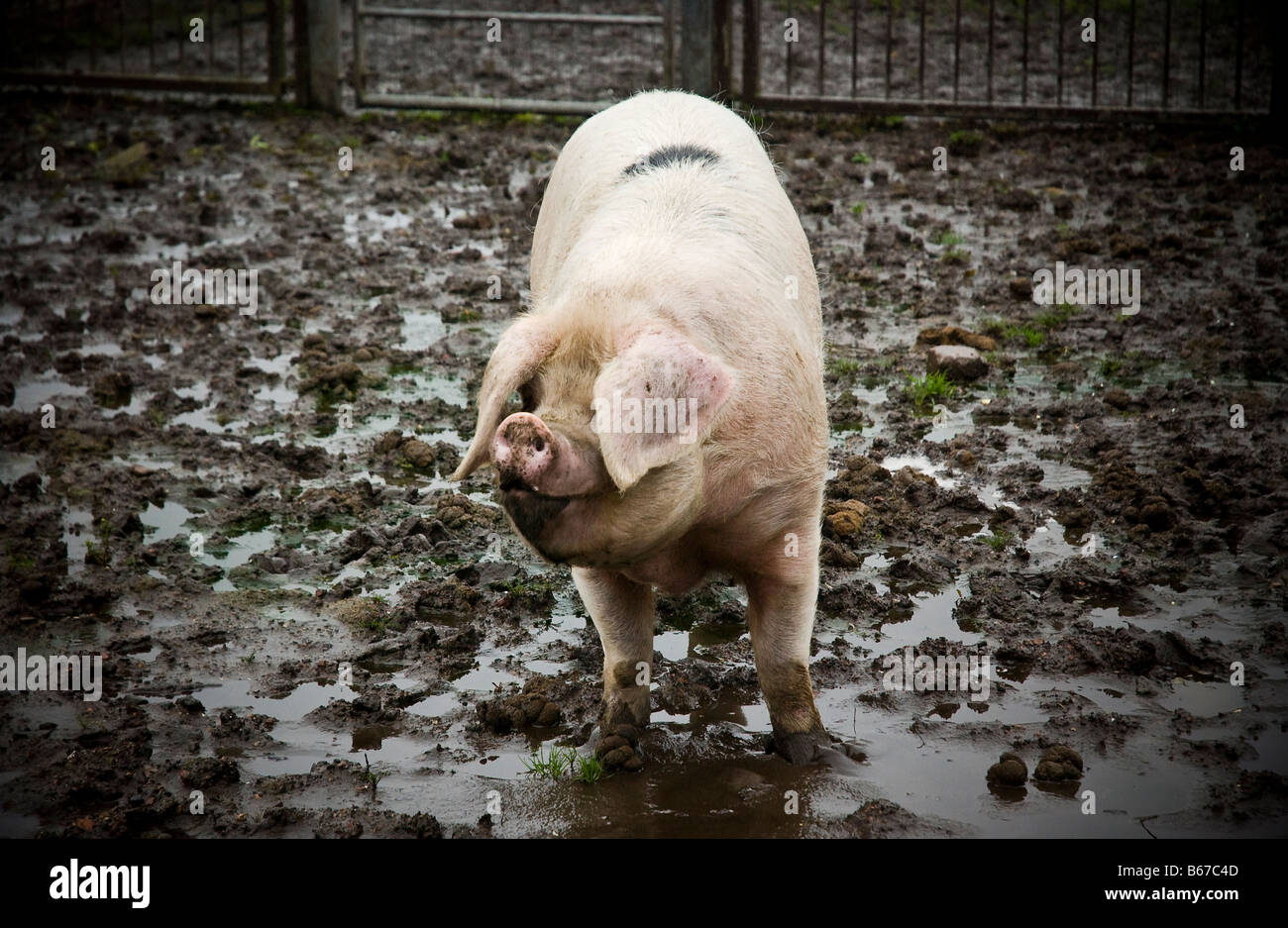 Un gros cochon dans la boue. Banque D'Images
