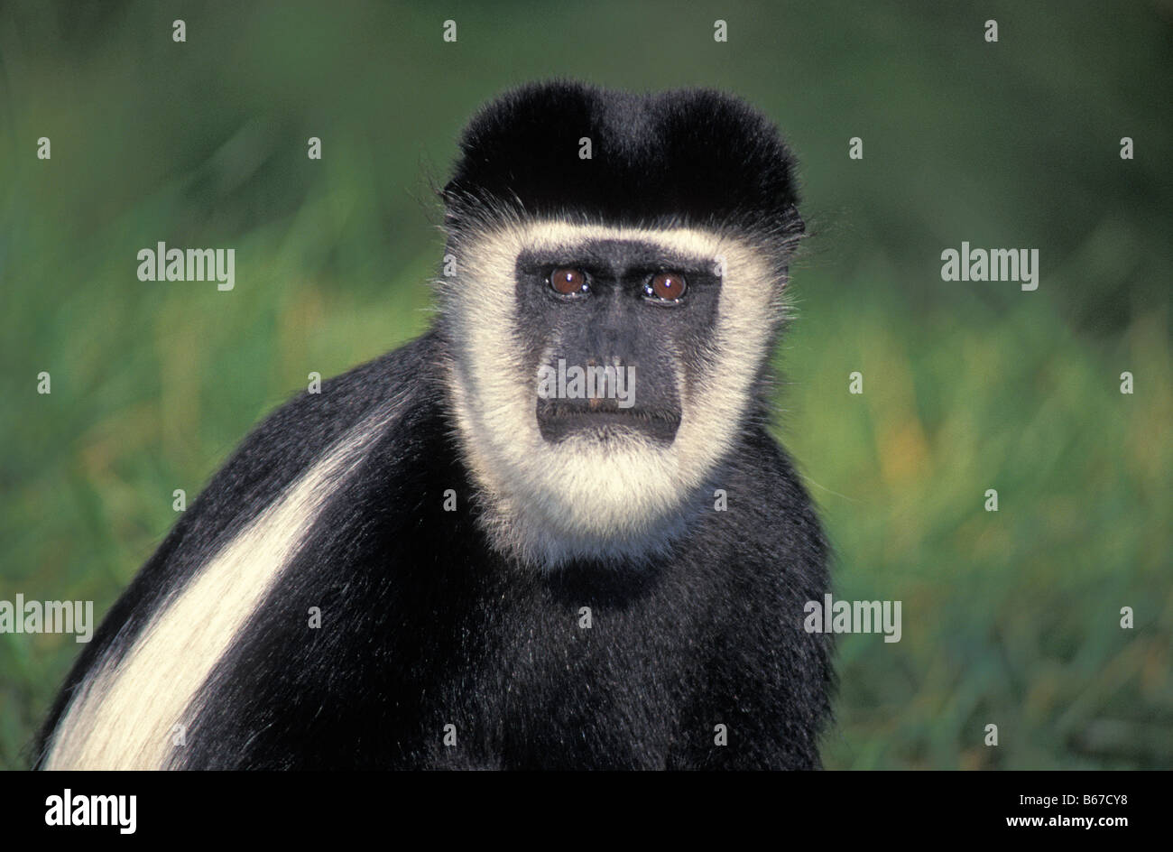 Colobe colobes guereza Colobus Monkey Afrique animaux adultes portrait animal noir et blanc animaux mammifères mammifère primate primate Banque D'Images