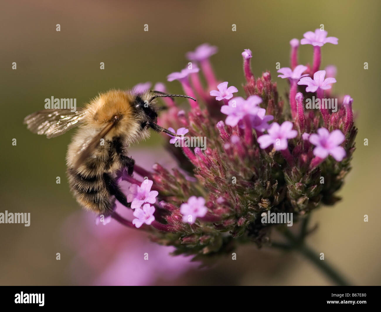 Abeille sur verbena bonariensis Banque D'Images