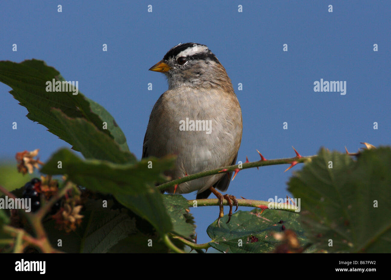 Bruant à couronne blanche Zonotrichia leucophrys perché sur bramble en jardin à Nanaimo, île de Vancouver, C.-B. en septembre Banque D'Images