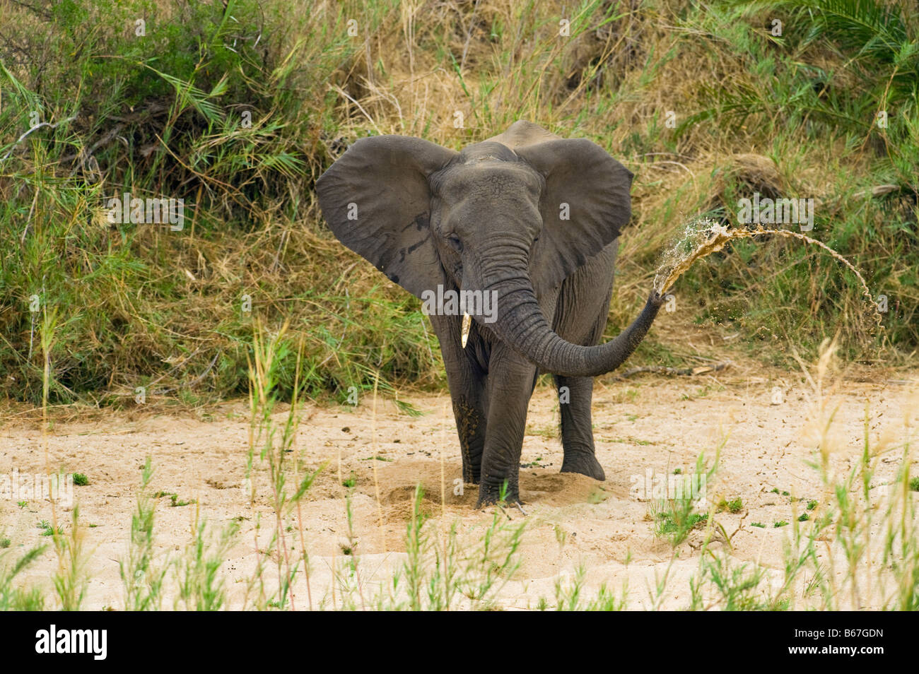 L'état sauvage des animaux Elefant elephant Loxodonta africana au sud-Afrika afrique du sud chercher à creuser pour l'eau dans les séché makuts Banque D'Images