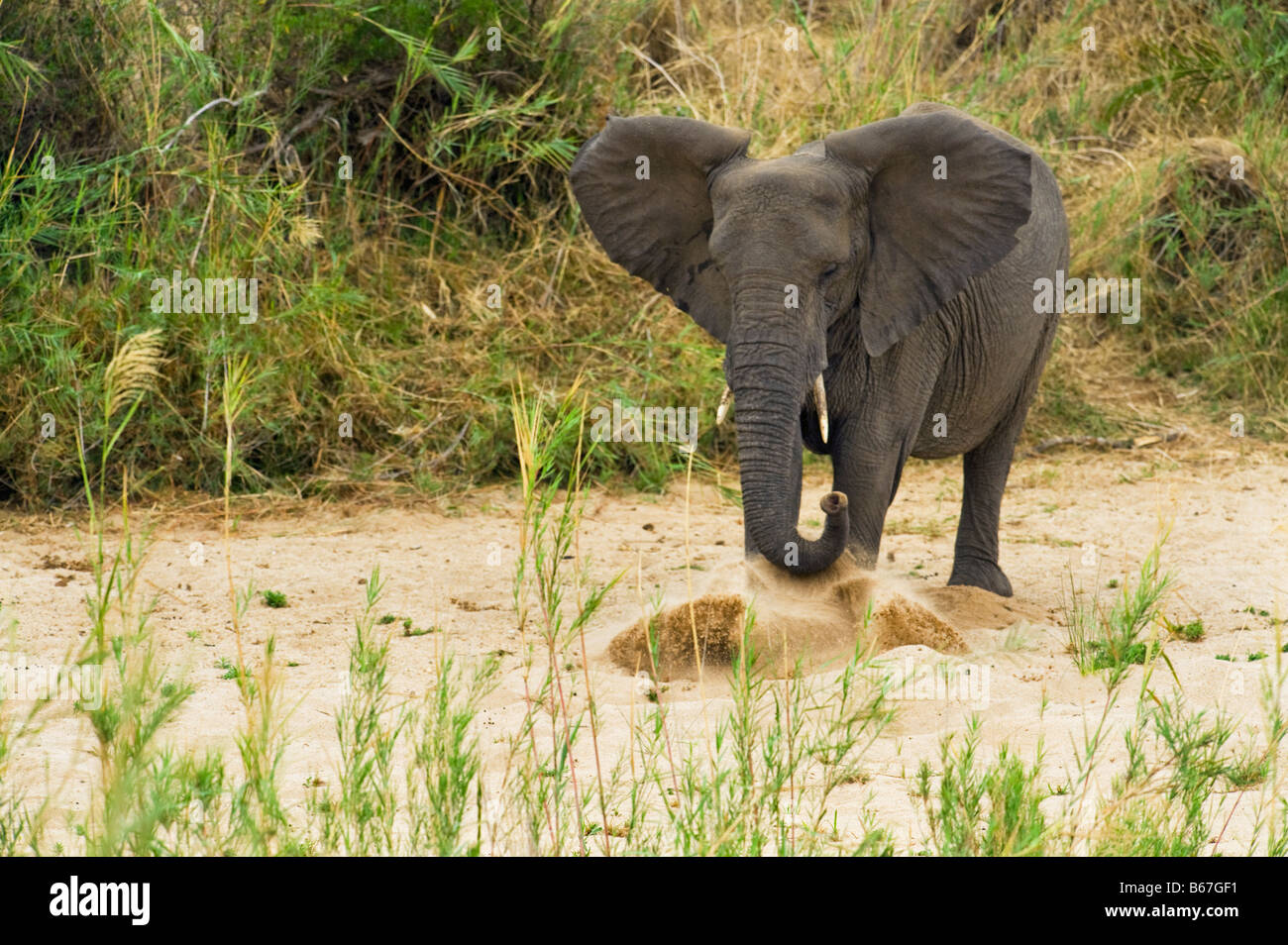 L'état sauvage des animaux Elefant elephant Loxodonta africana au sud-Afrika afrique du sud chercher à creuser pour l'eau dans les séché makuts Banque D'Images L'état sauvage des animaux Elefant elephant Loxodonta africana au sud-Afrika afrique du sud chercher à creuser pour l'eau dans les séché makuts Banque D'Images