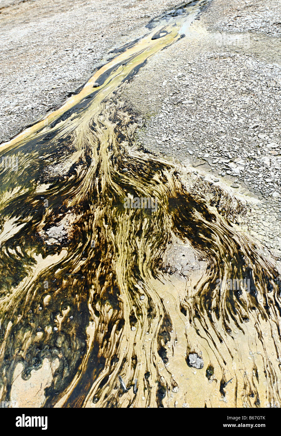 De l'écoulement d'une source d'eau chaude avec des algues et bactéries. Banque D'Images