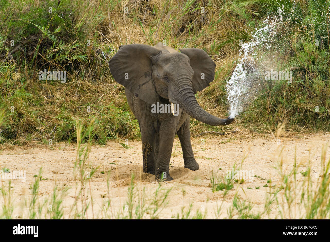 L'état sauvage des animaux Elefant elephant Loxodonta africana au sud-Afrika afrique du sud chercher à creuser pour l'eau dans les éclaboussures séchées Banque D'Images L'état sauvage des animaux Elefant elephant Loxodonta africana au sud-Afrika afrique du sud chercher à creuser pour l'eau dans les éclaboussures séchées Banque D'Images