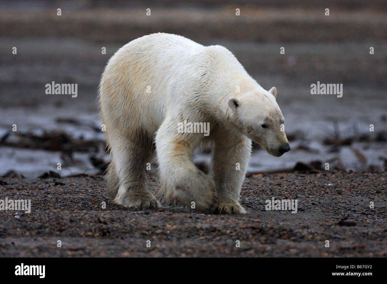 Que Cache L ours Polaire Sur La Plage Ours polaire a la plage Banque de photographies et d'images à haute  résolution - Alamy