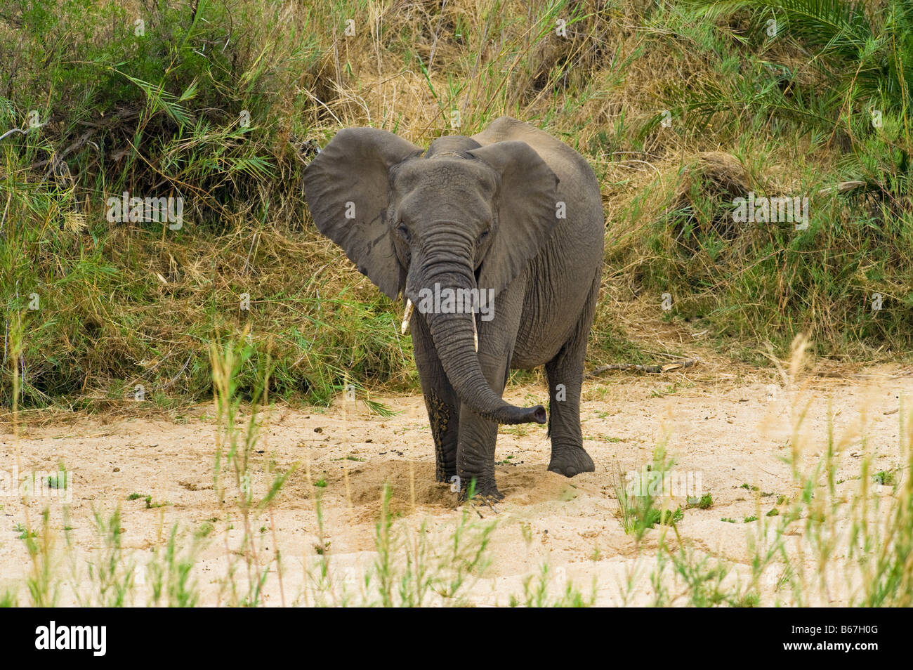 L'état sauvage des animaux Elefant elephant Loxodonta africana au sud-Afrika afrique du sud chercher à creuser pour l'eau dans les séché makuts Banque D'Images L'état sauvage des animaux Elefant elephant Loxodonta africana au sud-Afrika afrique du sud chercher à creuser pour l'eau dans les séché makuts Banque D'Images