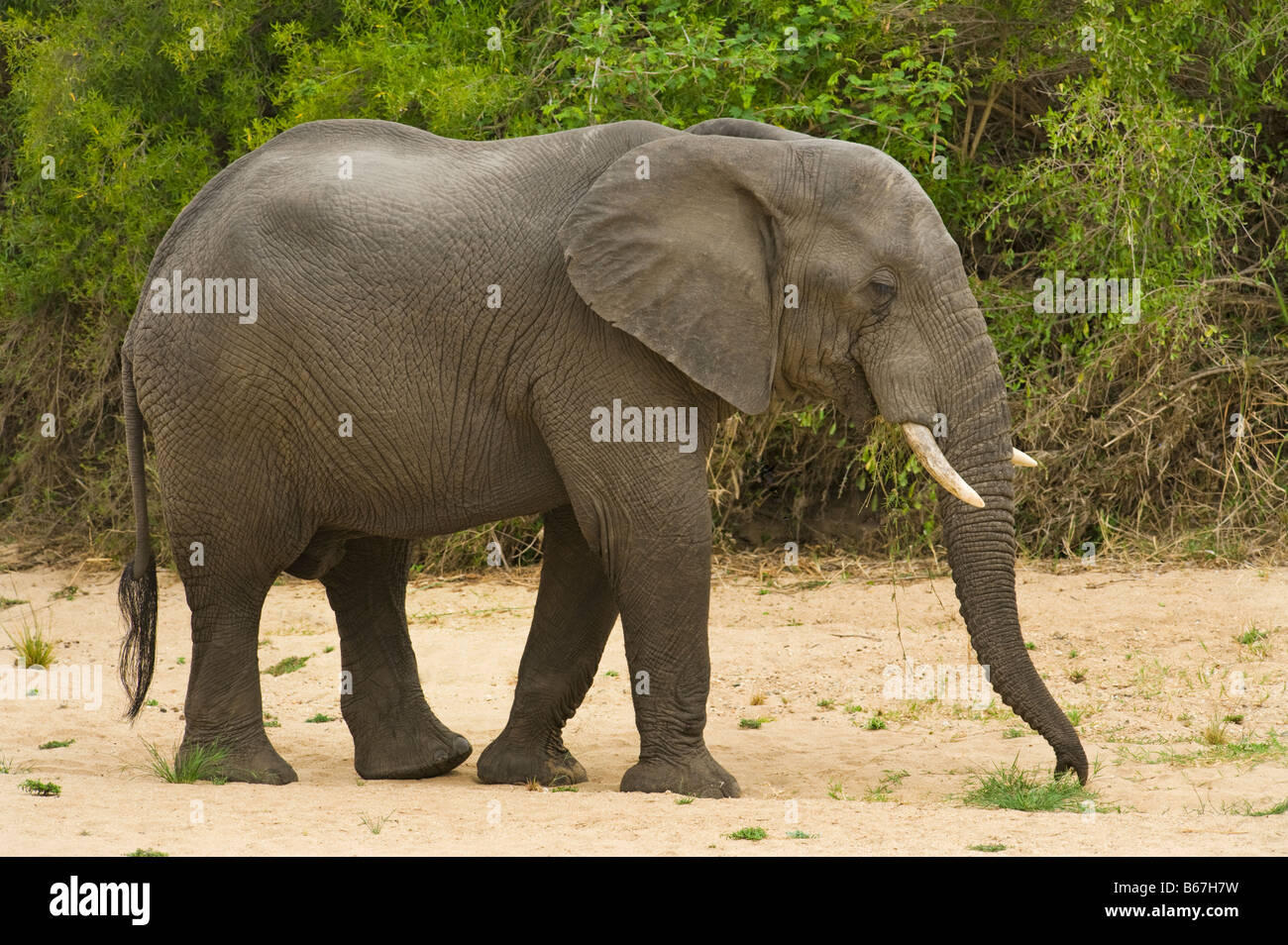 L'état sauvage des animaux Elefant elephant Loxodonta africana au sud-Afrika afrique du sud pour saisir une touffe d'herbe herbe brodé Banque D'Images L'état sauvage des animaux Elefant elephant Loxodonta africana au sud-Afrika afrique du sud pour saisir une touffe d'herbe herbe brodé Banque D'Images