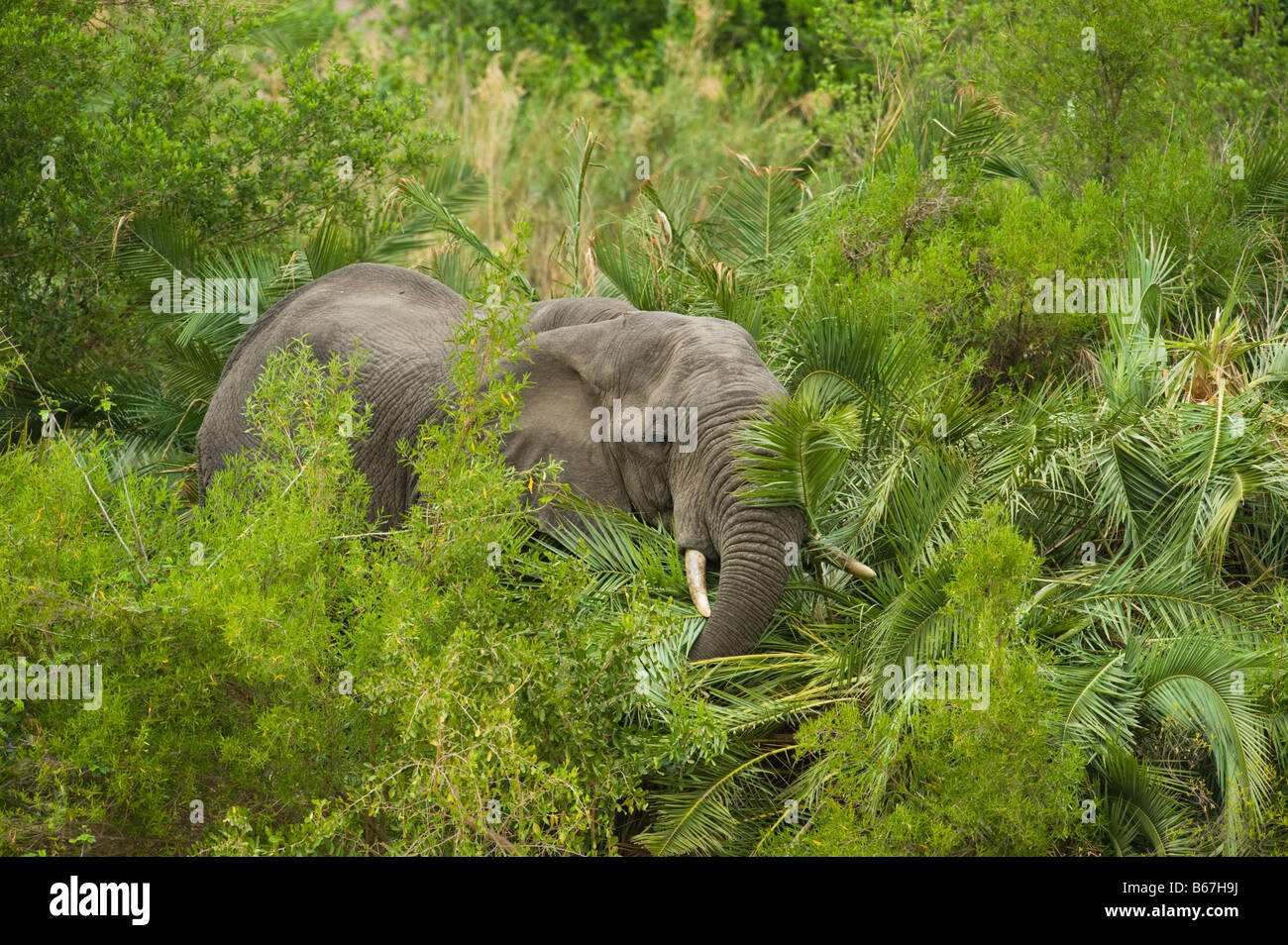 L'état sauvage des animaux Elefant elephant Loxodonta africana au sud-Afrika afrique du sud manger palmier détruire détruire l'alimentation manger Banque D'Images L'état sauvage des animaux Elefant elephant Loxodonta africana au sud-Afrika afrique du sud manger palmier détruire détruire l'alimentation manger Banque D'Images