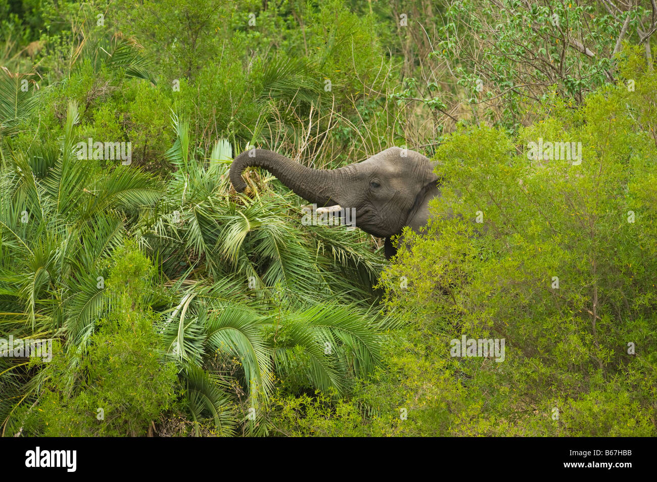 L'état sauvage des animaux Elefant elephant Loxodonta africana au sud-Afrika afrique du sud manger palmier détruire détruire l'alimentation manger Banque D'Images L'état sauvage des animaux Elefant elephant Loxodonta africana au sud-Afrika afrique du sud manger palmier détruire détruire l'alimentation manger Banque D'Images