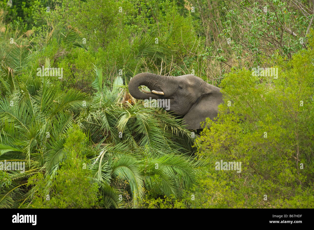 L'état sauvage des animaux Elefant elephant Loxodonta africana au sud-Afrika afrique du sud manger palmier détruire détruire l'alimentation manger Banque D'Images L'état sauvage des animaux Elefant elephant Loxodonta africana au sud-Afrika afrique du sud manger palmier détruire détruire l'alimentation manger Banque D'Images