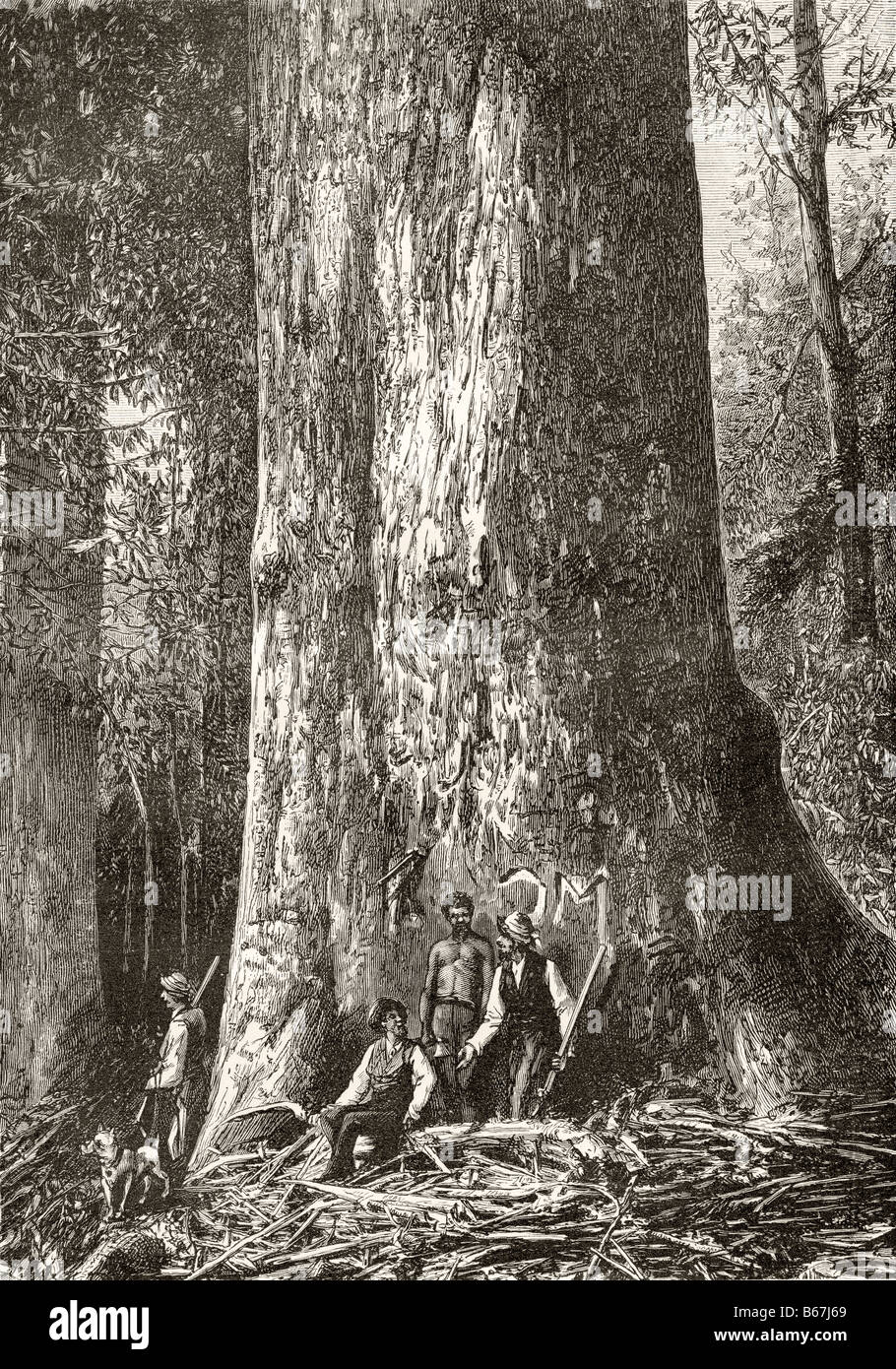 Gum Tree géant, Australie, circa1880. Banque D'Images Gum Tree géant, Australie, circa1880. Banque D'Images