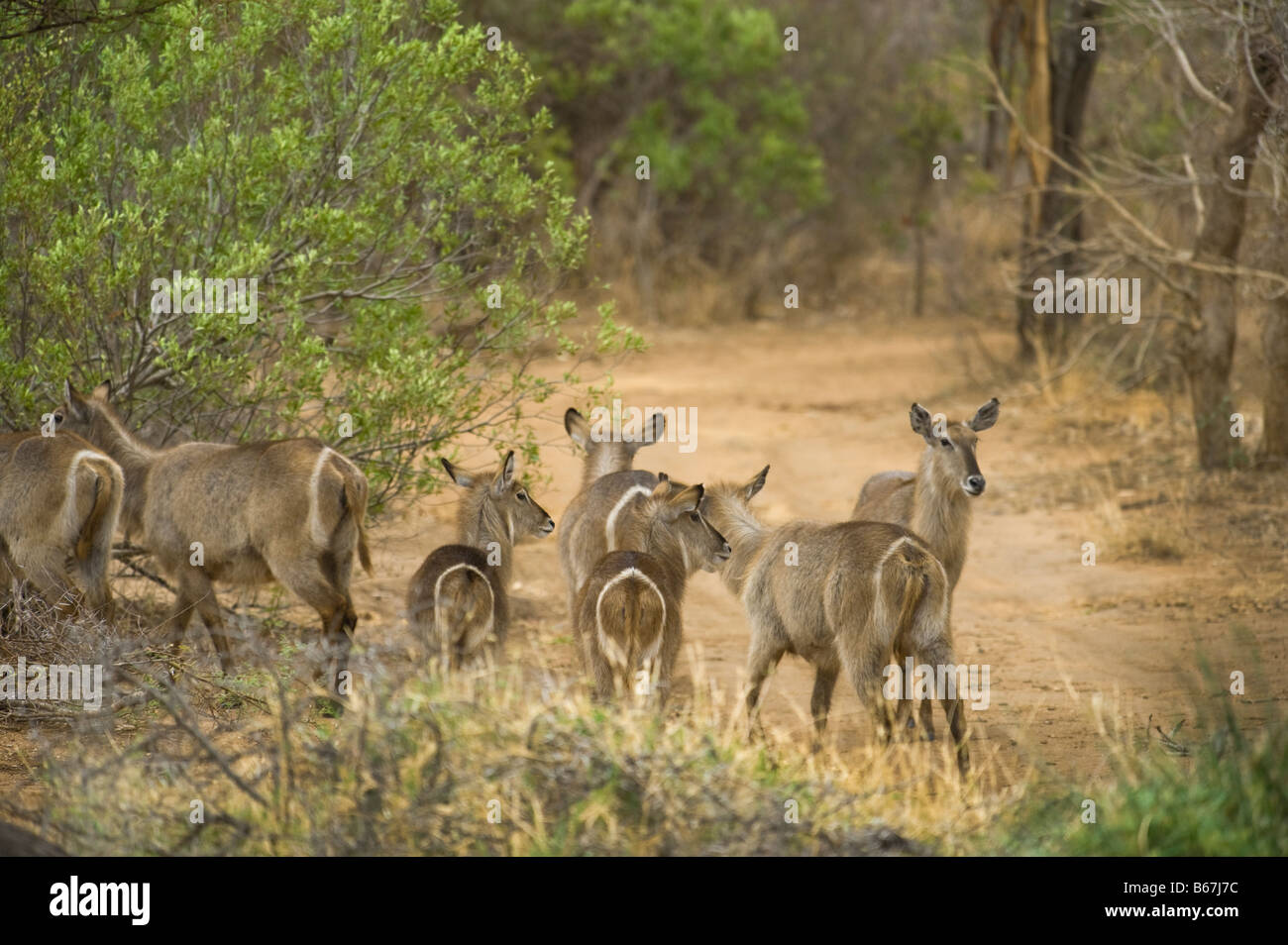 La faune commune sauvage troupeau femelle mâle waterbuck KOBUS ellipsiprymnus troupeau de vaches famille Banque D'Images La faune commune sauvage troupeau femelle mâle waterbuck KOBUS ellipsiprymnus troupeau de vaches famille Banque D'Images
