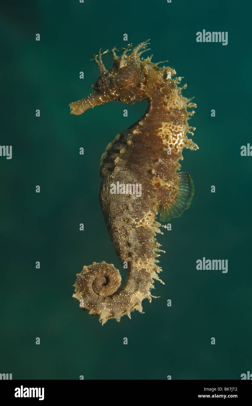 Long snouted Seahorse Hippocampus guttulatus Piran Slovénie Mer Adriatique Banque D'Images