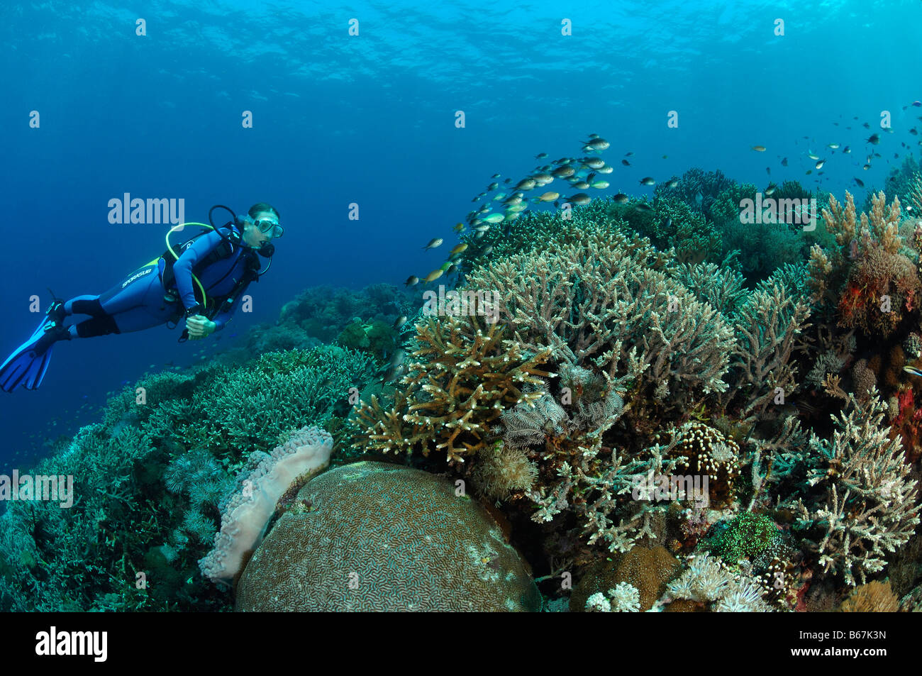 Les coraux à branches et plongeur Acropora spec Alor Lesser Sunda Islands Indonésie indo-pacifique Banque D'Images