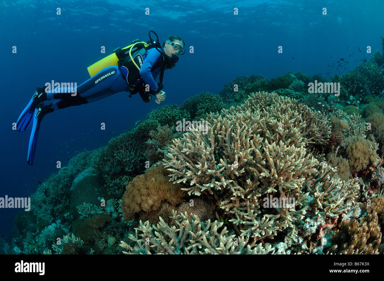 Les coraux à branches et plongeur Acropora spec Alor Lesser Sunda Islands Indonésie indo-pacifique Banque D'Images