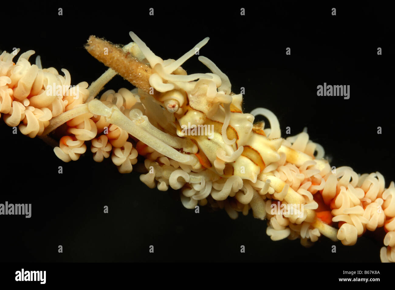 Araignée de mer de Corail fil Xenocarcinus tuberculatus Alor Lesser Sunda Islands Indonésie indo-pacifique Banque D'Images