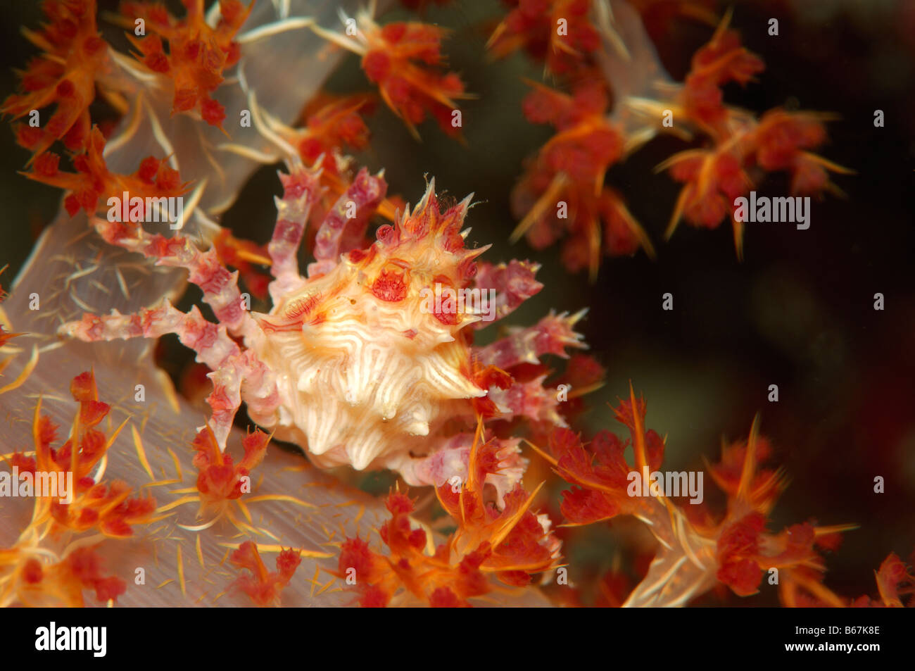 Araignée de mer de corail mou oatesii Hoplophrys Alor Lesser Sunda Islands Indonésie indo-pacifique Banque D'Images