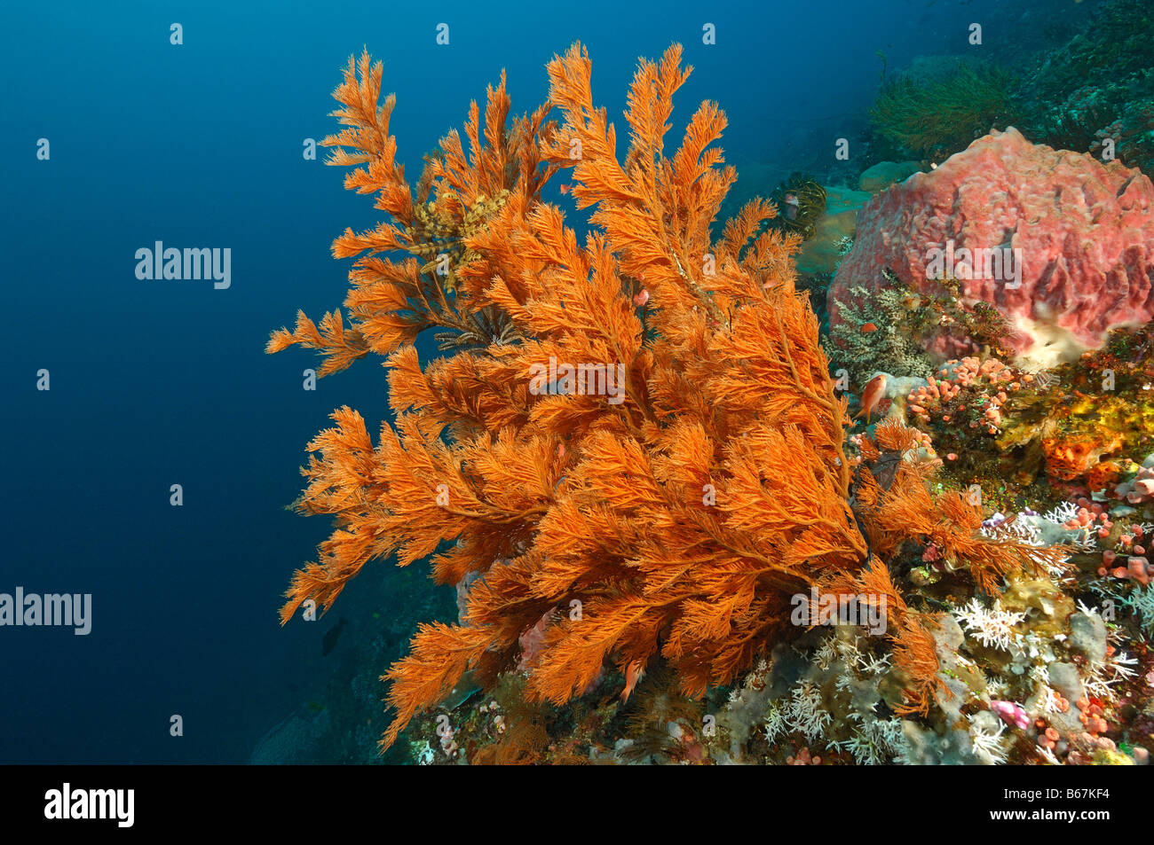 Antipates Black Coral Reef Antipathes spec Alor Lesser Sunda Islands Indonésie indo-pacifique Banque D'Images