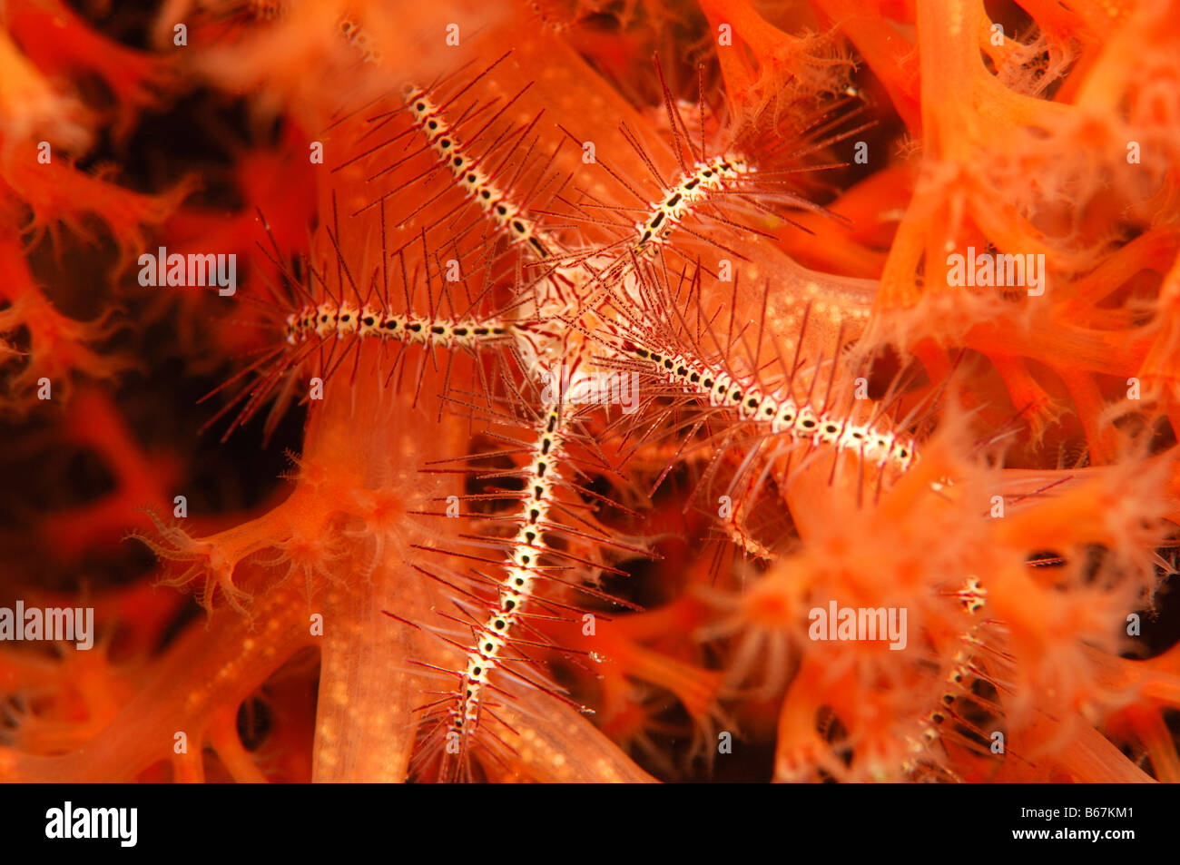 Star fragile Ophiothrix spec Alor Lesser Sunda Islands Indonésie indo-pacifique Banque D'Images