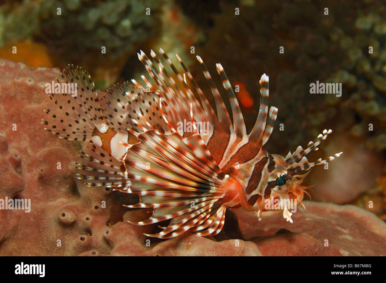 Poisson-papillon Dendrochirus Zebra zebra Alor Lesser Sunda Islands Indonésie indo-pacifique Banque D'Images