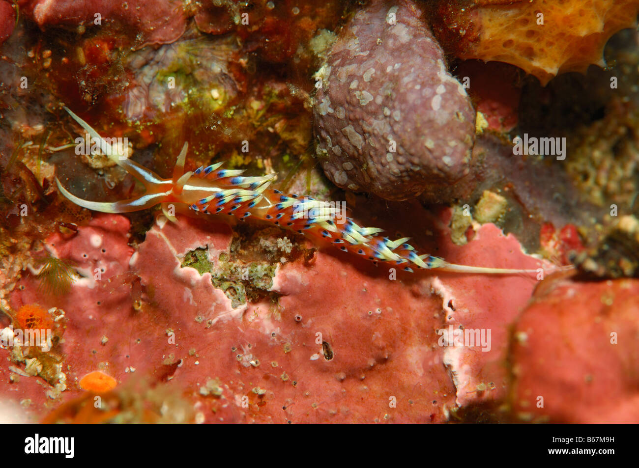 Nudibranch spec Godiva Alor Lesser Sunda Islands Indonésie indo-pacifique Banque D'Images