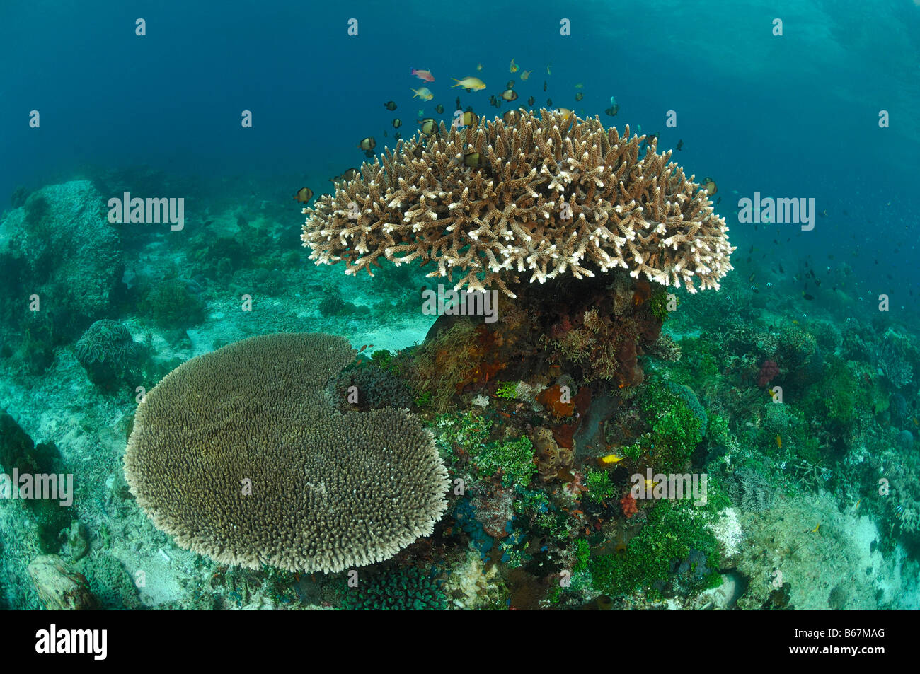 Les coraux à branches et coraux Acropora spec Table Alor Lesser Sunda Islands Indonésie indo-pacifique Banque D'Images