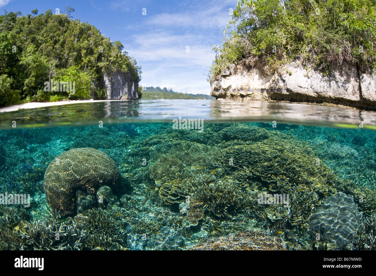 Les coraux sains en eau peu profonde Raja Ampat en Papouasie occidentale en Indonésie Banque D'Images