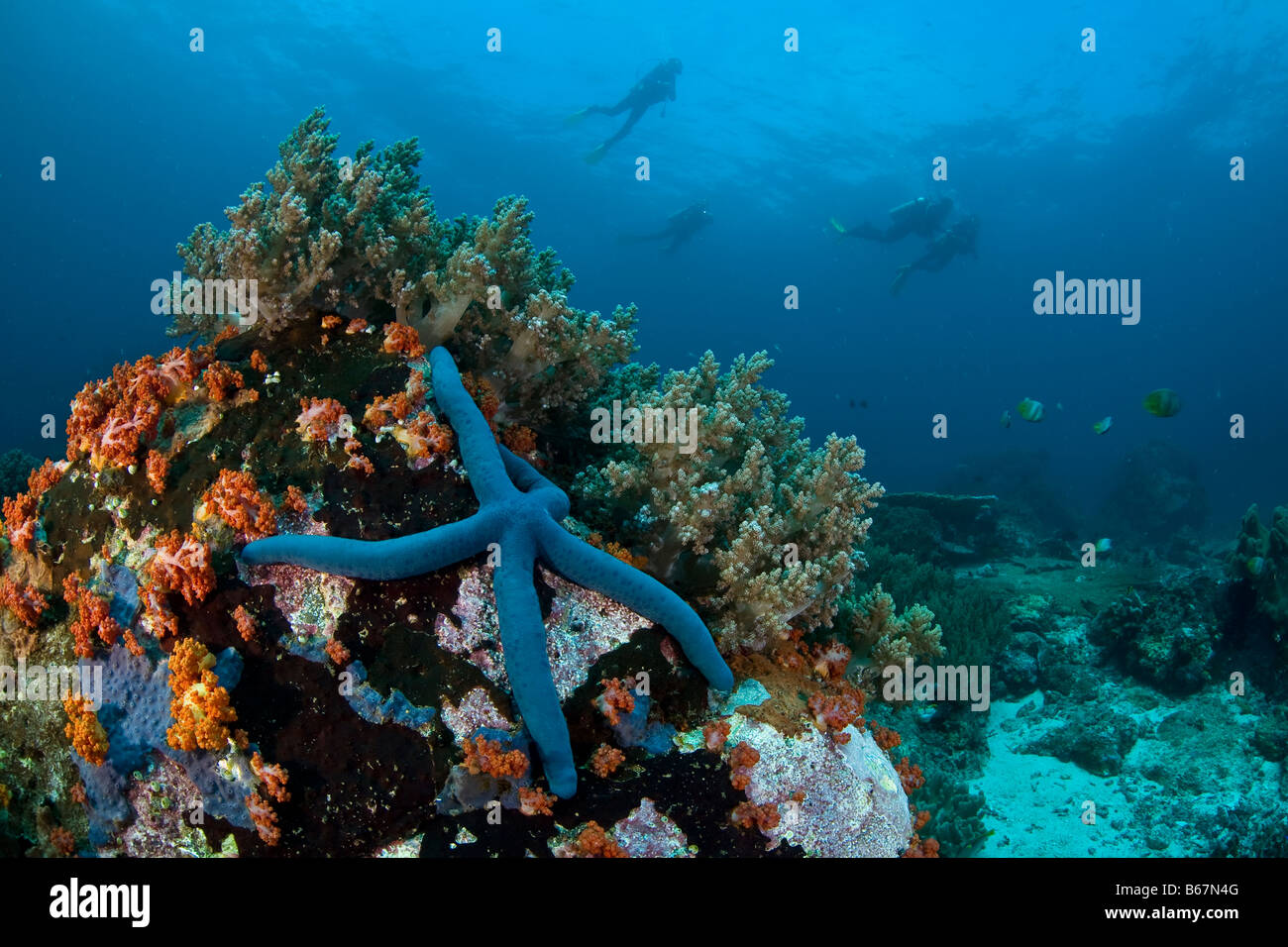 Seastar bleu dans les récifs coralliens Linkia laevigata Raja Ampat en Papouasie occidentale en Indonésie Banque D'Images