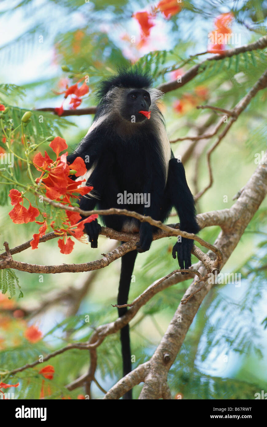 Singe Guereza fuligineux, manger dans un arbre en fleurs, Colobus Polykomos angolensis, Kenya, Africa Banque D'Images