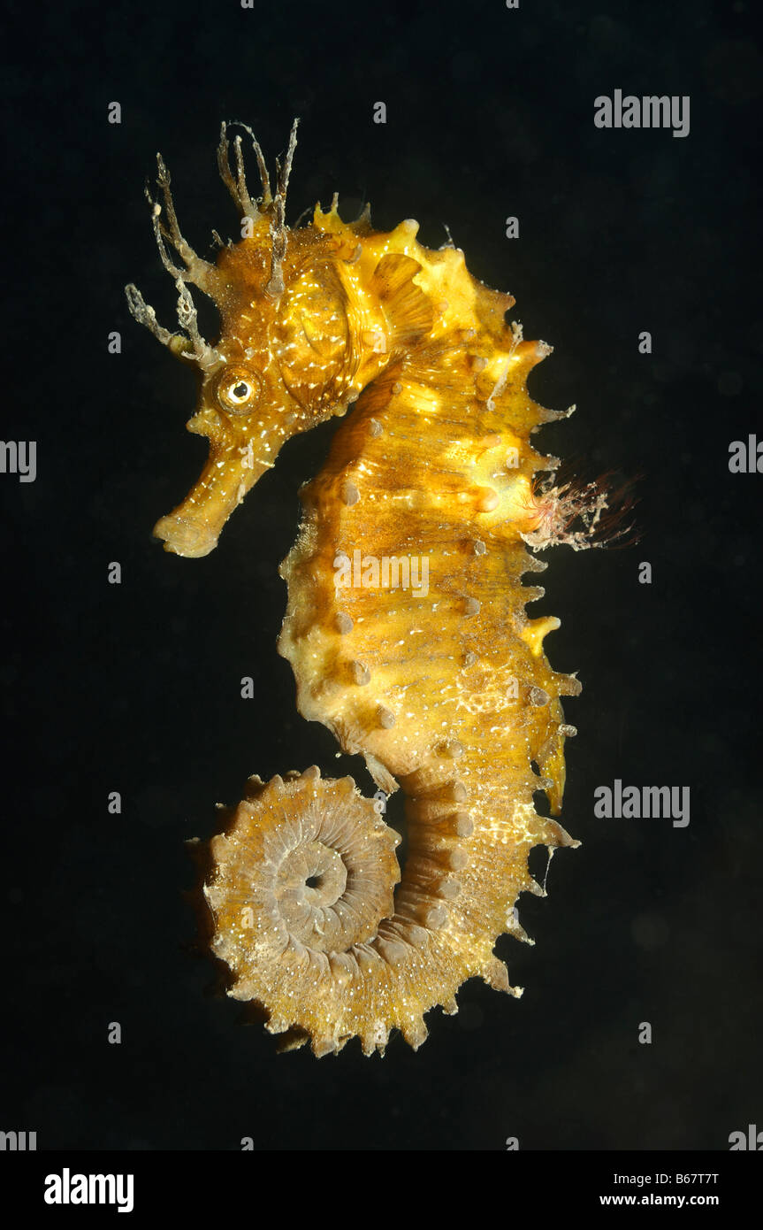 Long snouted Seahorse Hippocampus guttulatus Kas Turquie Mer Méditerranée Banque D'Images