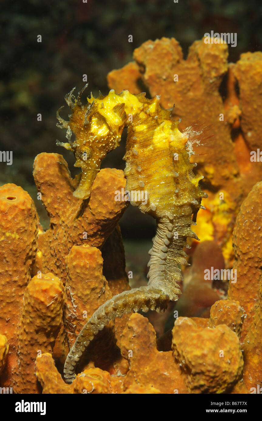 Long snouted Seahorse Hippocampus guttulatus Kas Turquie Mer Méditerranée Banque D'Images