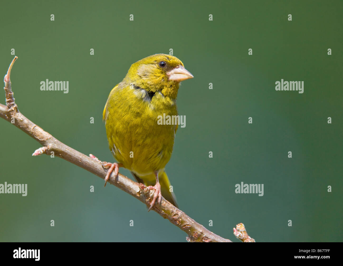 Finch vert Caruelis chloris Fringillidae Banque D'Images