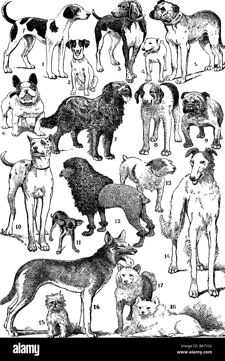 Les chiens. Illustration d'antiquités. 1885. Banque D'Images