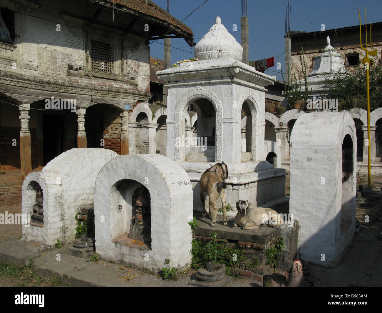 Les chèvres assis sur un groupe de petits sanctuaires hindous près de Laxmeswor Mahadev temple, Teku, Katmandou, Bagmati, Himalaya, Népal, Asie Banque D'Images