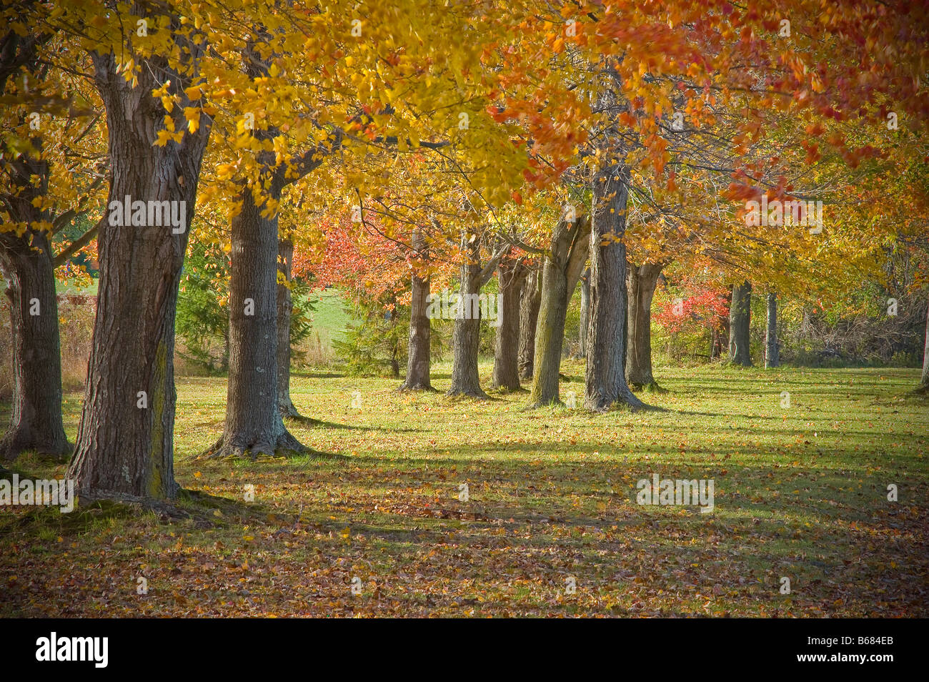 Les arbres d'automne feuillage d'automne, New York USA Banque D'Images