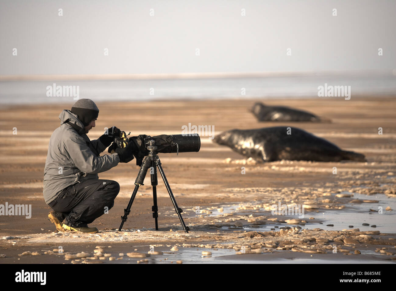 Photographe de la faune et de phoques gris Donna Nook Lincolnshire Banque D'Images