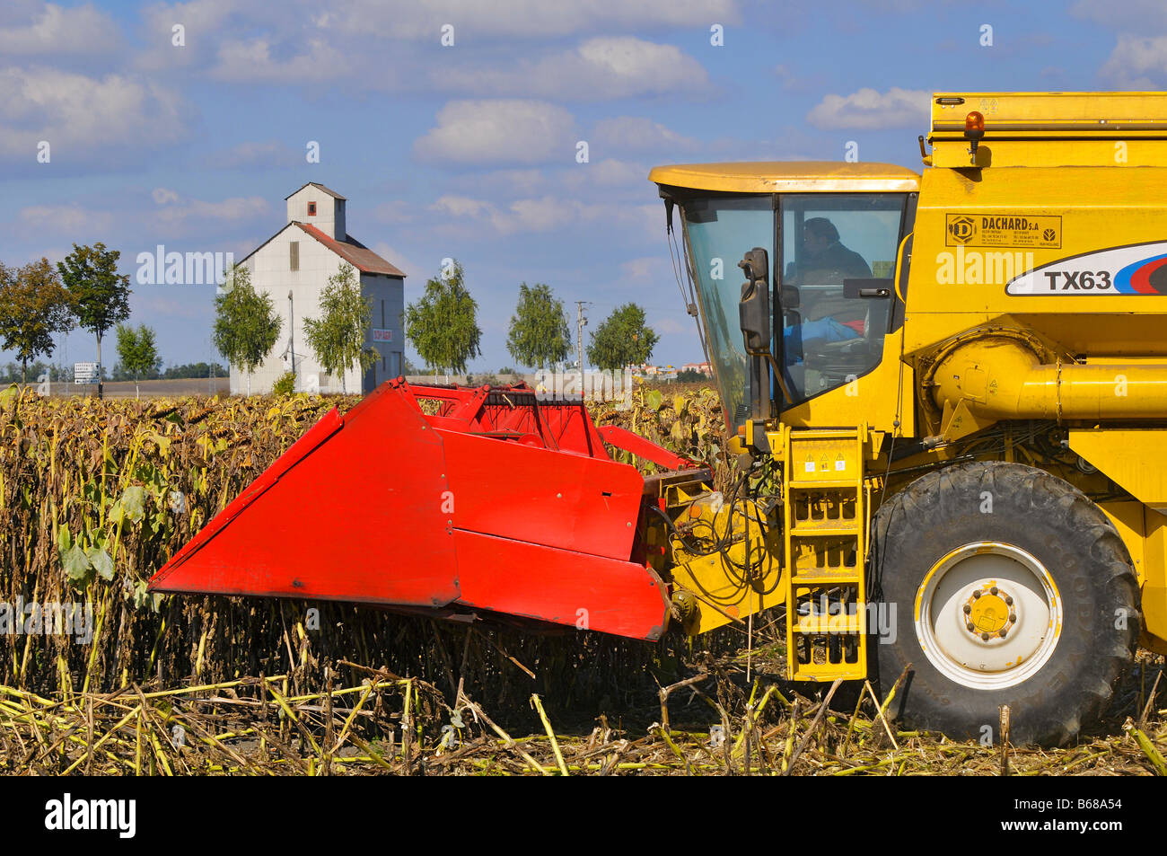 Moissonneuse-batteuse en action dans un champ de tournesol. Plaine de Limagne, Auvergne, France Banque D'Images
