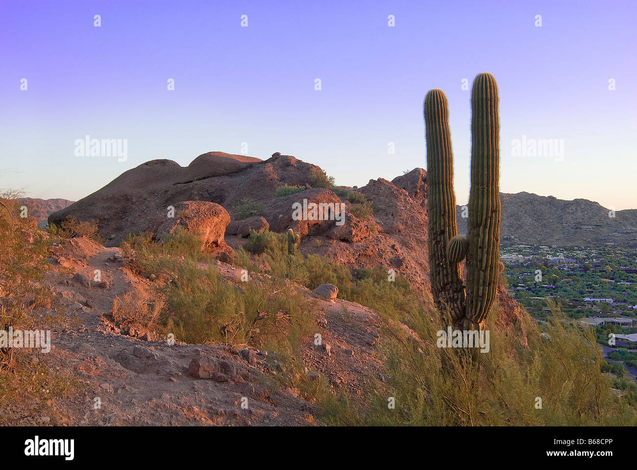 Saguaro Cactus, Camelback Mountain, Phoenix Arizona USA Banque D'Images Saguaro Cactus, Camelback Mountain, Phoenix Arizona USA Banque D'Images