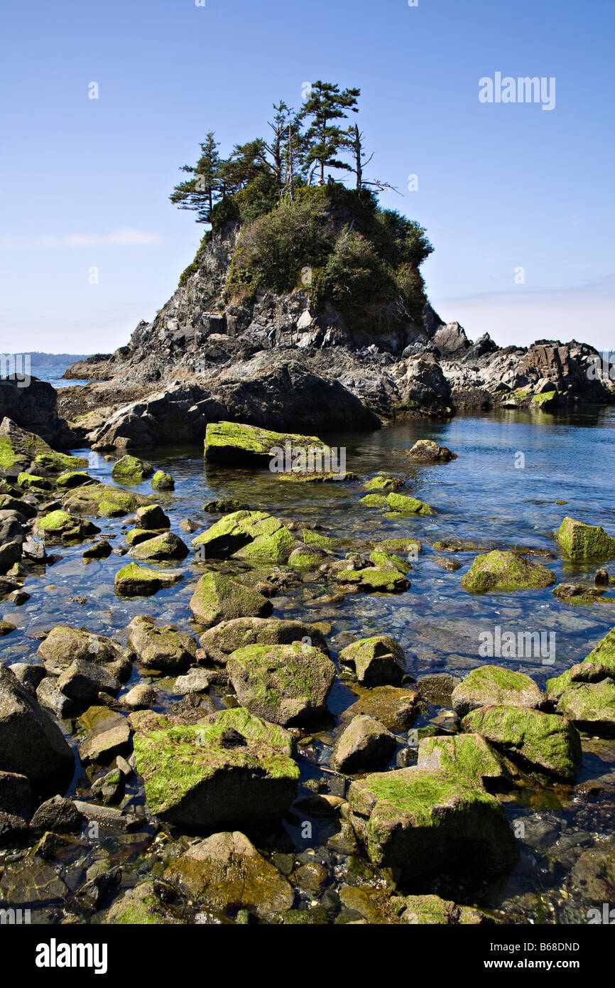 Des roches couvertes d'algues sur le rivage de l'île de Vancouver, British Columbia Canada Banque D'Images
