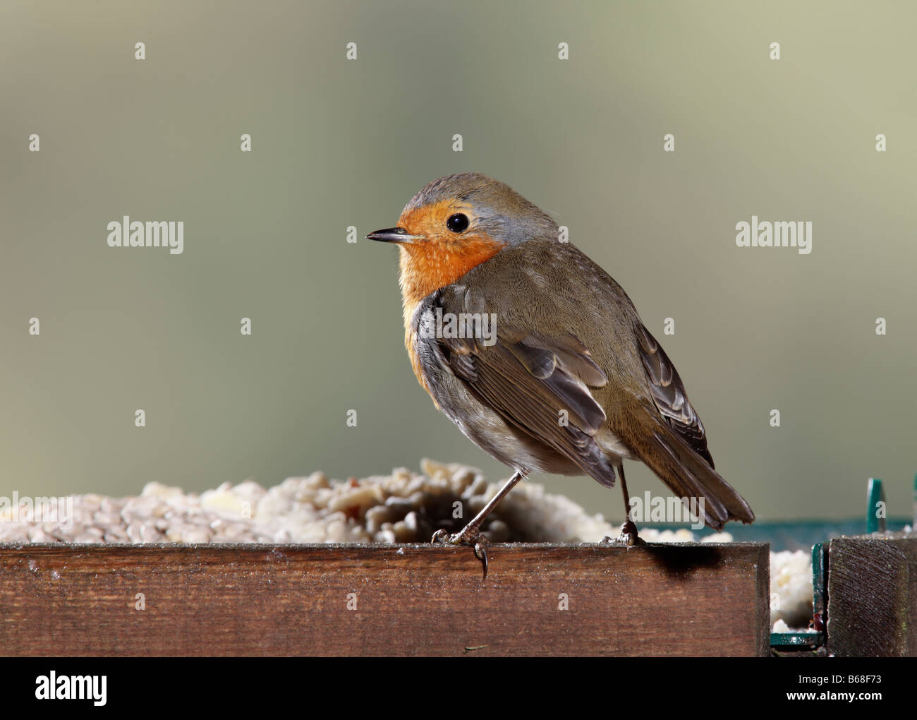 Erithacus rubecula aux abords d'oiseaux sur Potton table Bedfordshire Banque D'Images Erithacus rubecula aux abords d'oiseaux sur Potton table Bedfordshire Banque D'Images