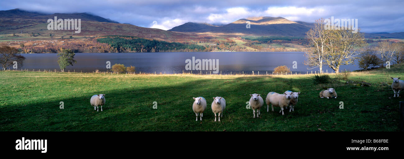 Vue panoramique de l'automne paysage pittoresque, à la recherche sur le Loch Tay à Ben Lawers, Tayside, Perthshire, Écosse. Les moutons en premier plan. Banque D'Images