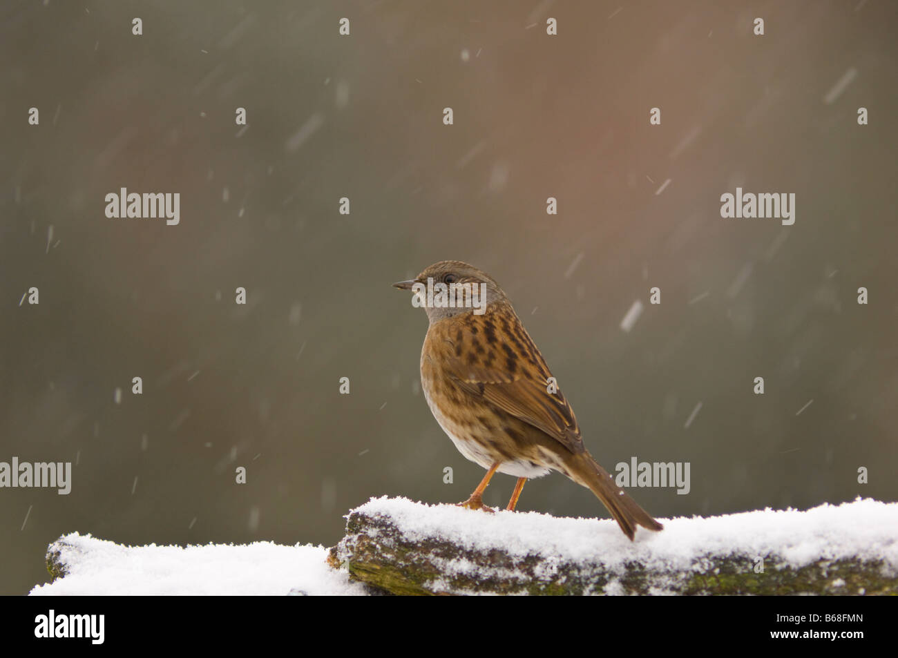 Nid sur la perche dans l'hiver avec la neige (Prunella modularis) Banque D'Images