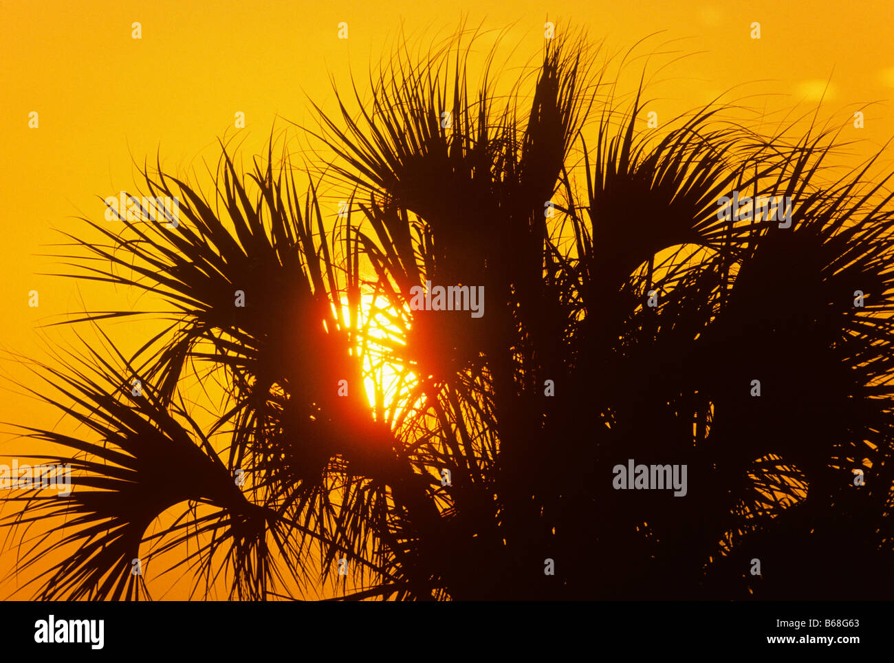 Palmetto au lever de Merrit Island National Wildlife Refuge, Floride Banque D'Images