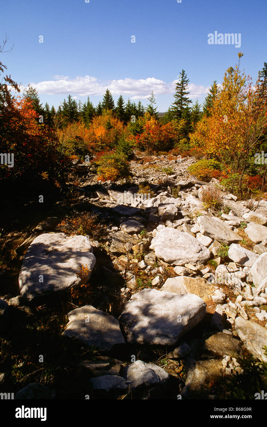 Donnent sur la montagne Dolly Sods Virginie-occidentale Banque D'Images