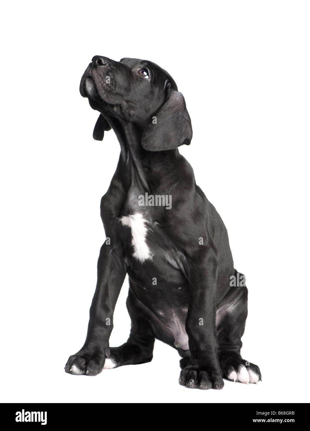 Dogue Allemand chiot 2 mois in front of white background Photo Stock - Alamy