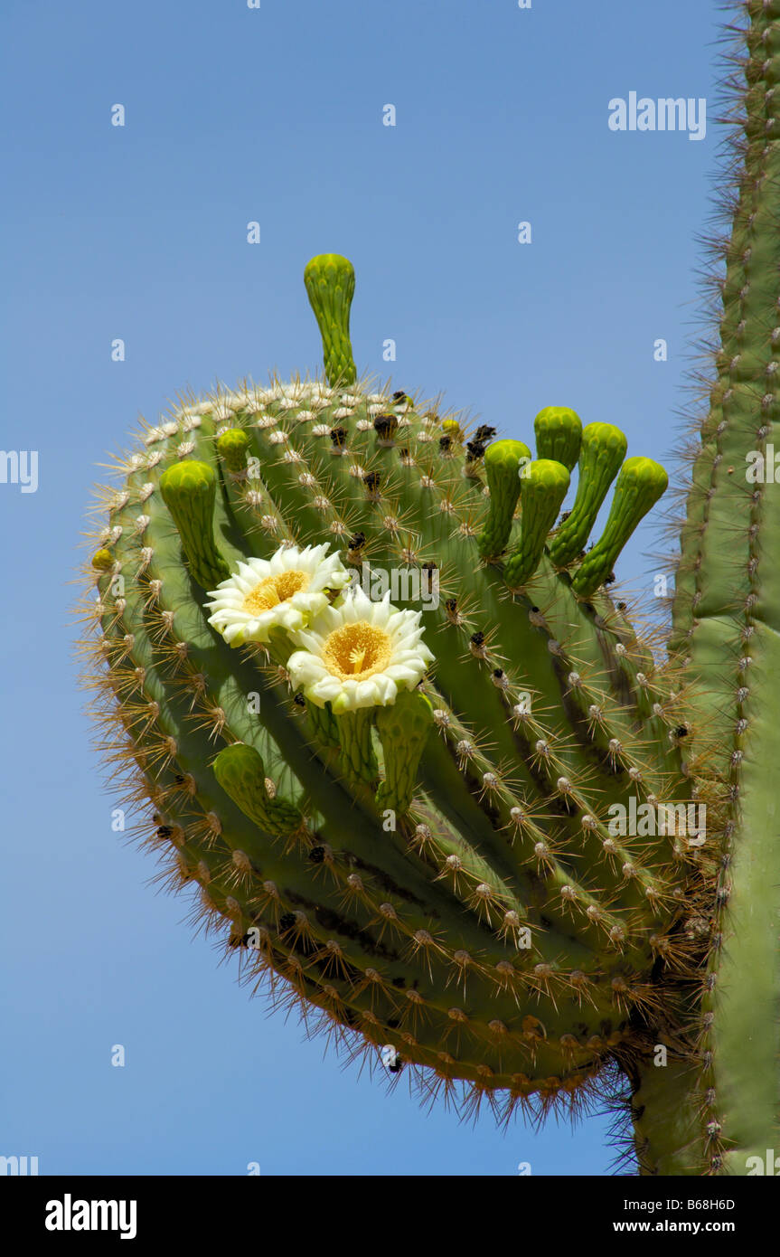 Saguaro cactus en fleur Banque D'Images