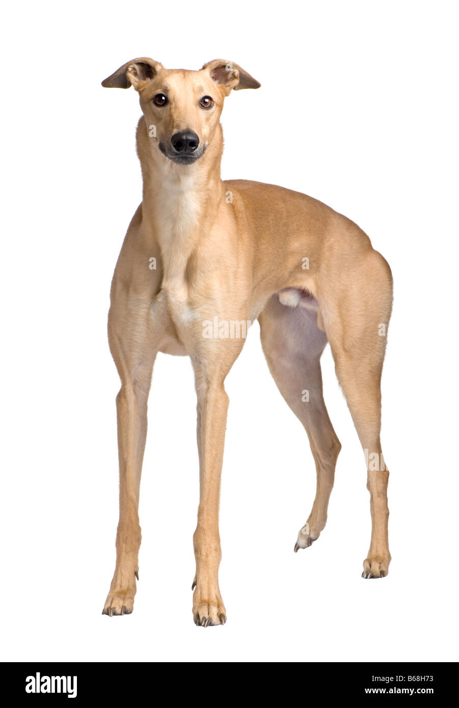 Greyhound 17 mois devant un fond blanc Banque D'Images