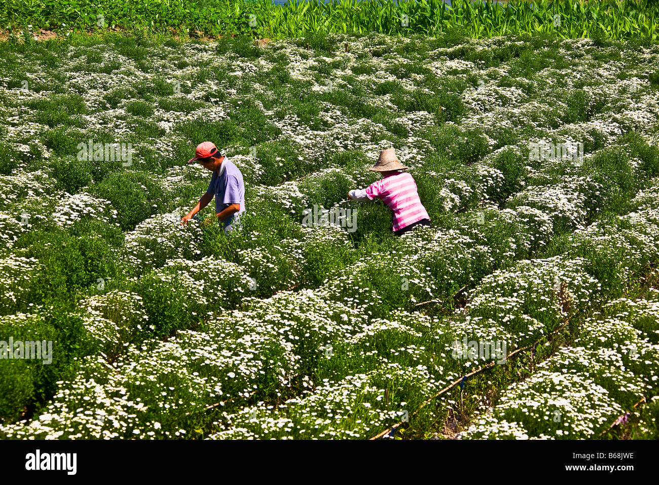 Deux ouvriers agricoles travaillant dans le champ de fleurs, Xidi, Anhui Province, China Banque D'Images
